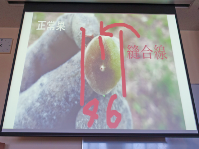 山梨-東京連携 ICT農業によるブドウ、モモ輸出プロジェクトがいよいよ始まります2