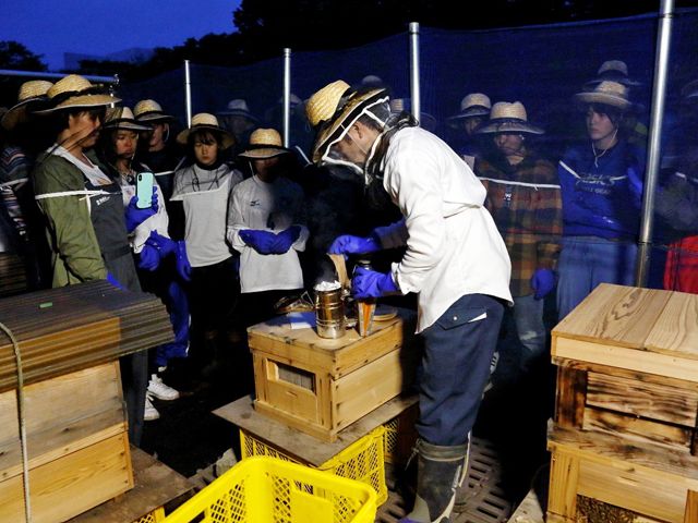今年も「拓大ハチミツ」の収穫に成功1