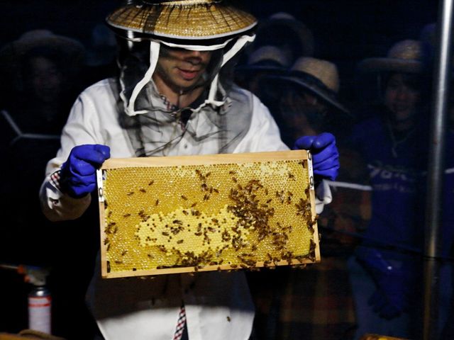 今年も「拓大ハチミツ」の収穫に成功2