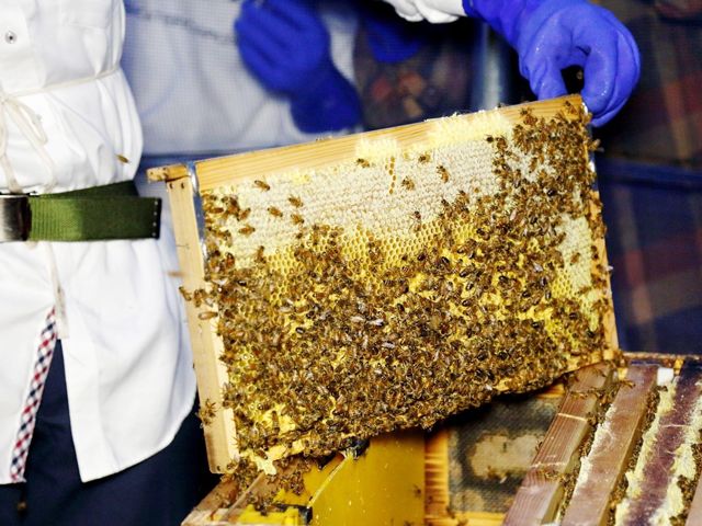 今年も「拓大ハチミツ」の収穫に成功3