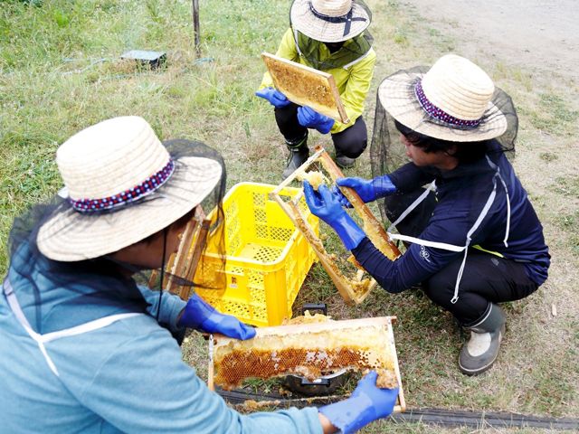今年も「拓大ハチミツ」の収穫に成功11