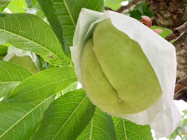 山梨にて「ハタチの畑プロジェクト」始動3