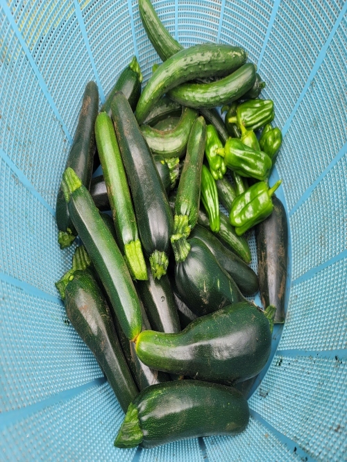 今年も野菜の収穫が好調です!農業総合コース4